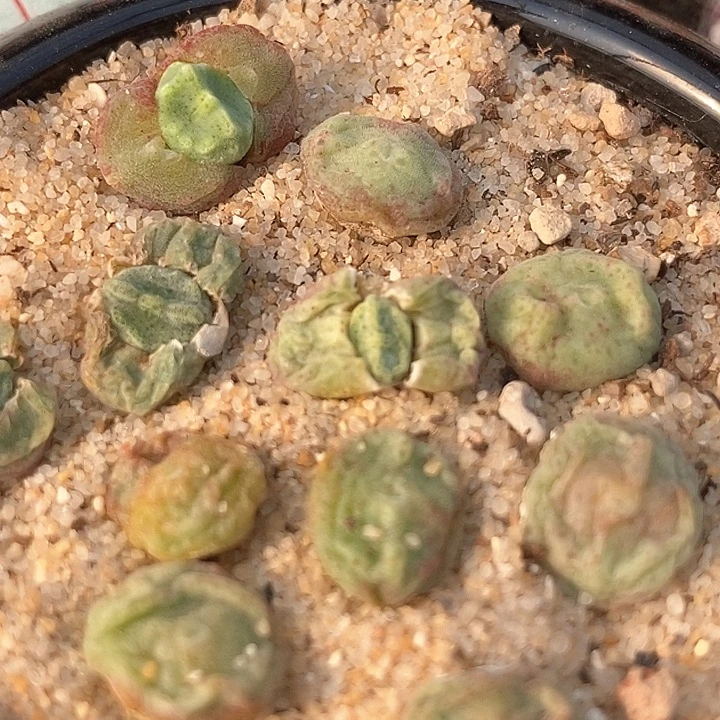 鬼脸绿豆糕一颗