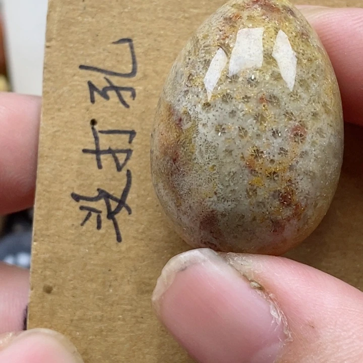 颈饰未镶嵌硅化珊瑚（珊瑚玉）