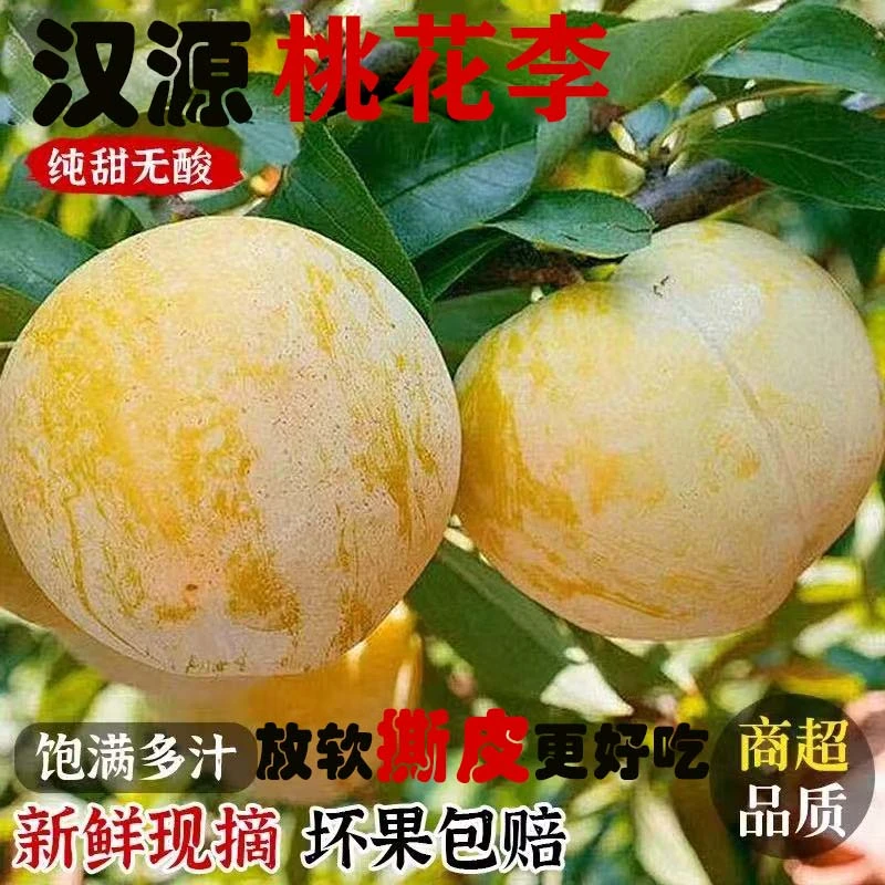 A【顺丰包邮】四川正宗纯甜冰糖李桃花李新鲜水果5斤装蜂糖黄金奈李