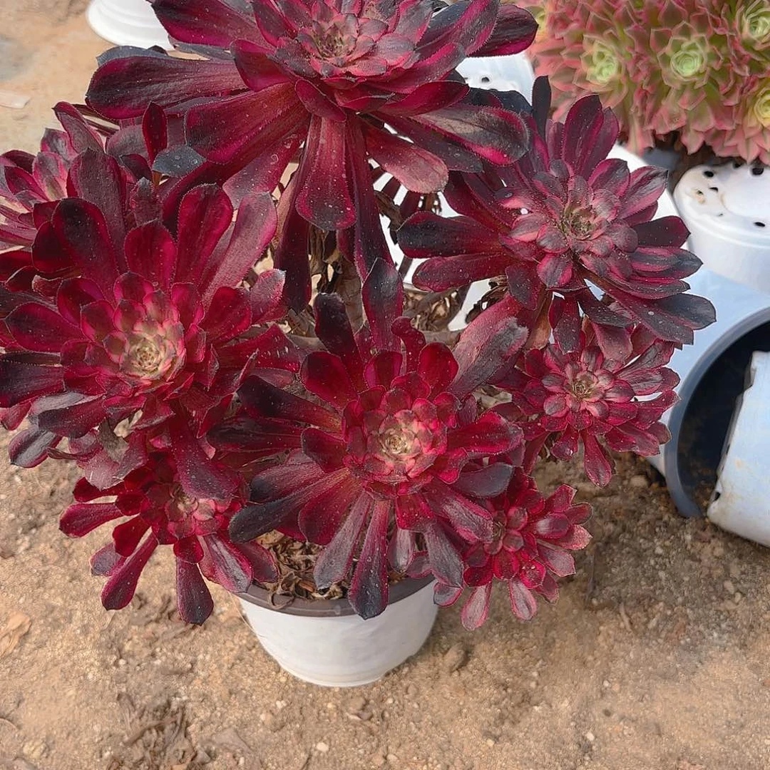 红金刚老庄多肉植物219