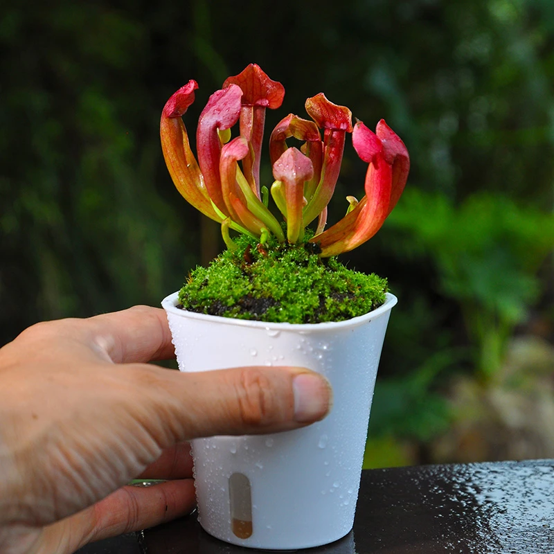 查尔逊瓶子草食虫植物直播