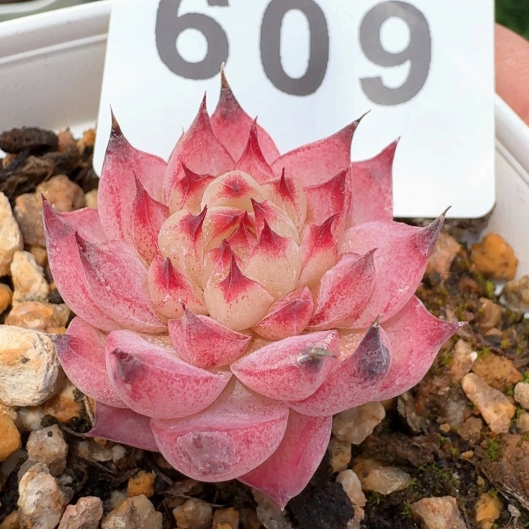 仙桃         多肉植物