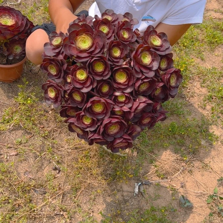 26.8魅金玫瑰一棵