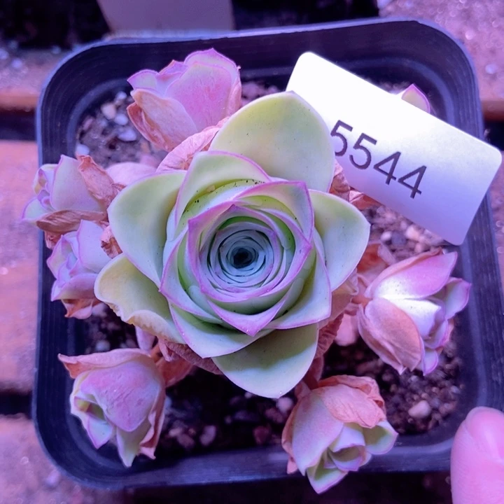 5544山地玫瑰花群