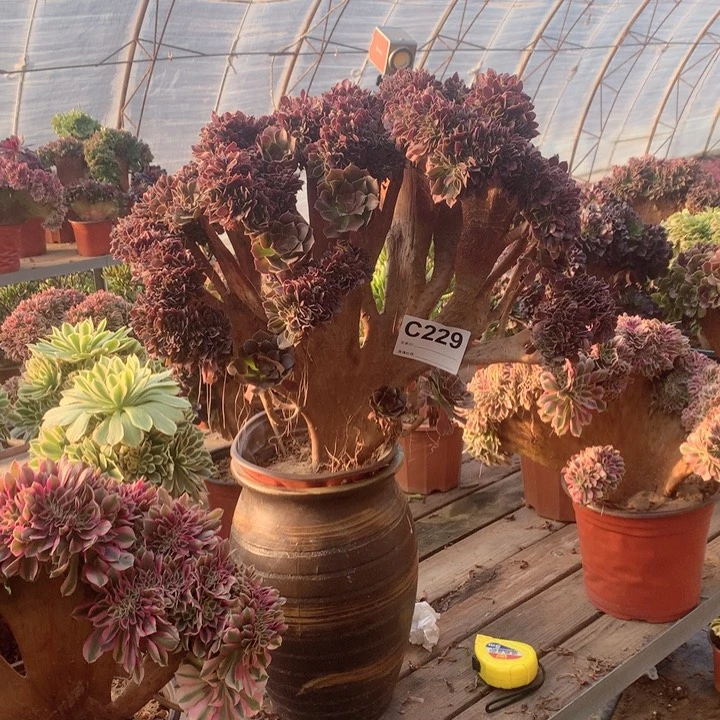 229 玫瑰坠多肉法师