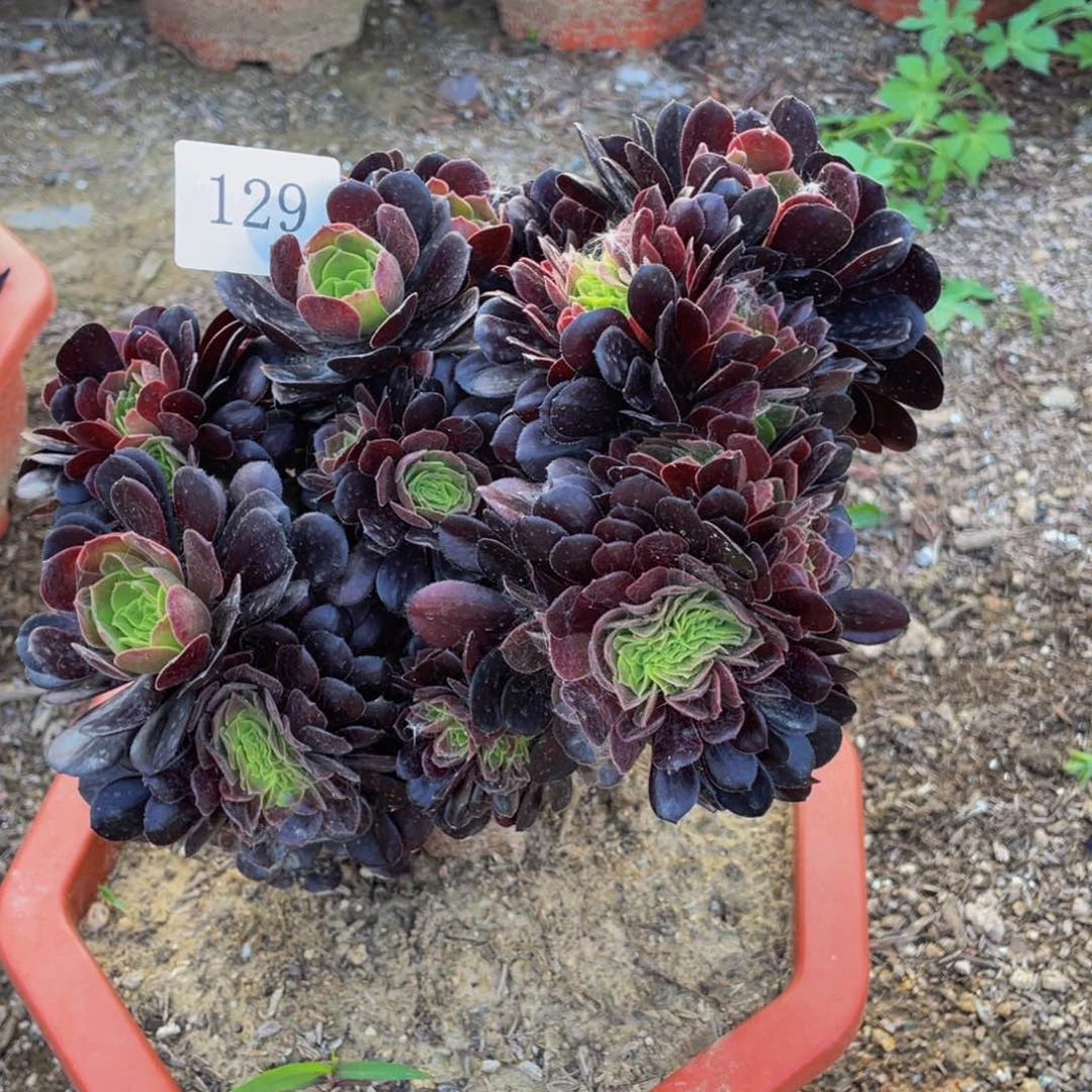 129号欧子法师朵朵微瑕