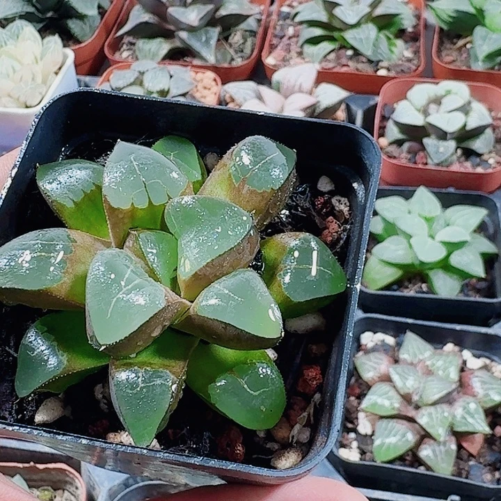 无花朵十二卷 祥凤 福利