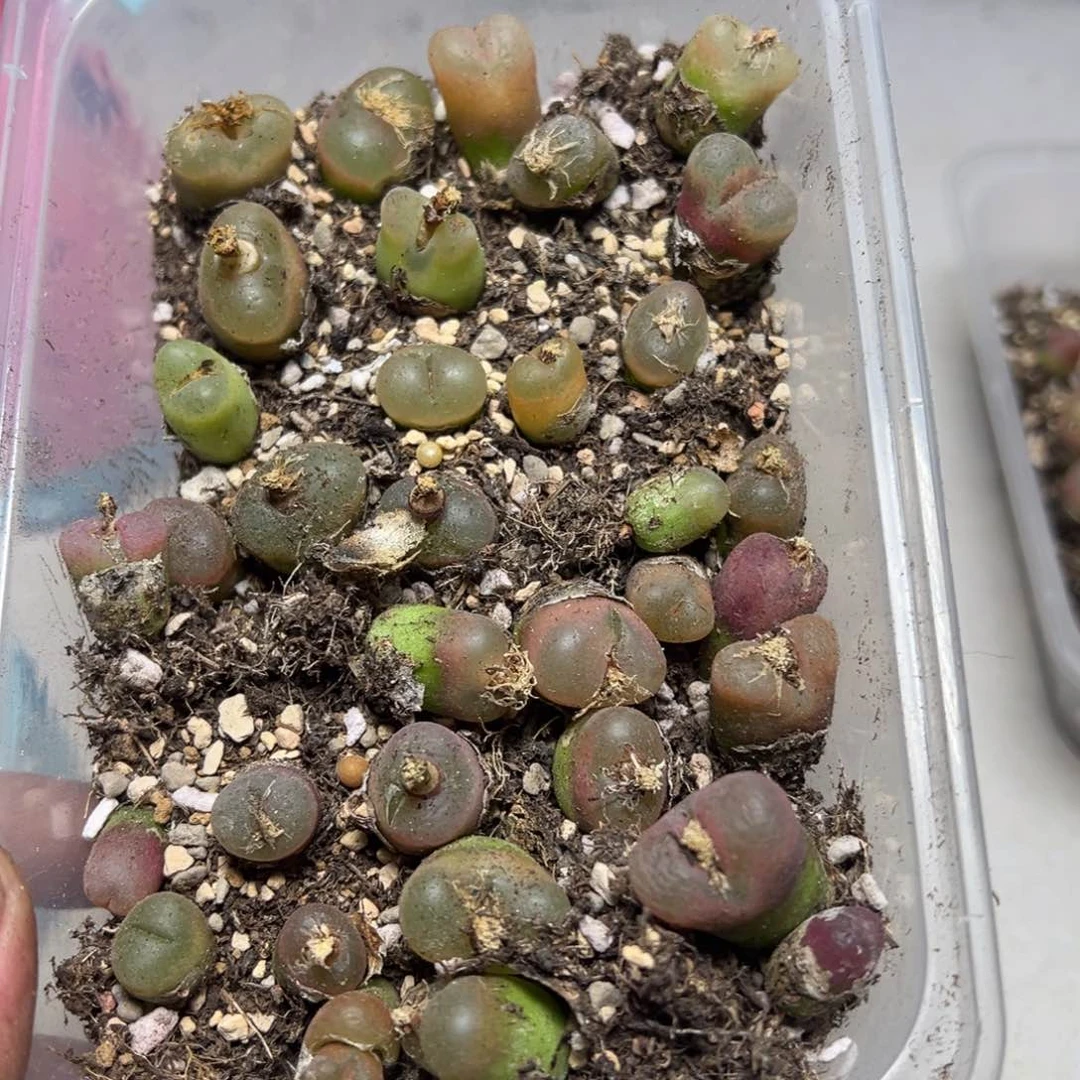 【闪购商品】 094。