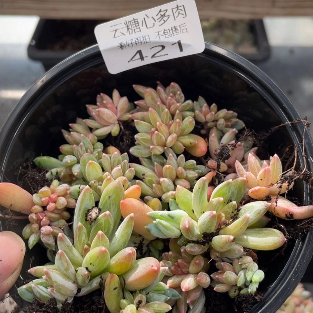 云糖心多肉植物421