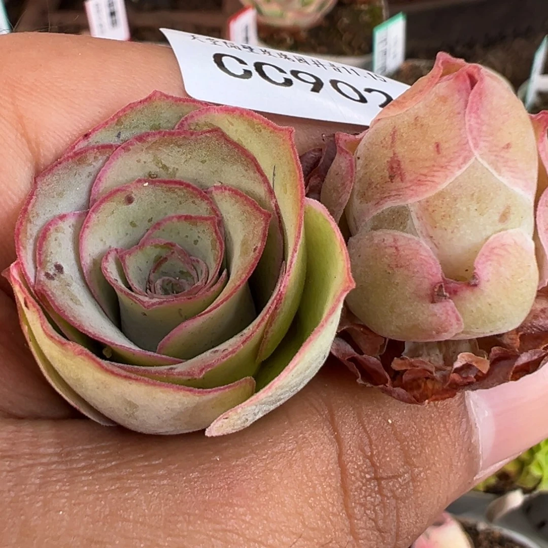 陈陈902山地玫瑰福利2