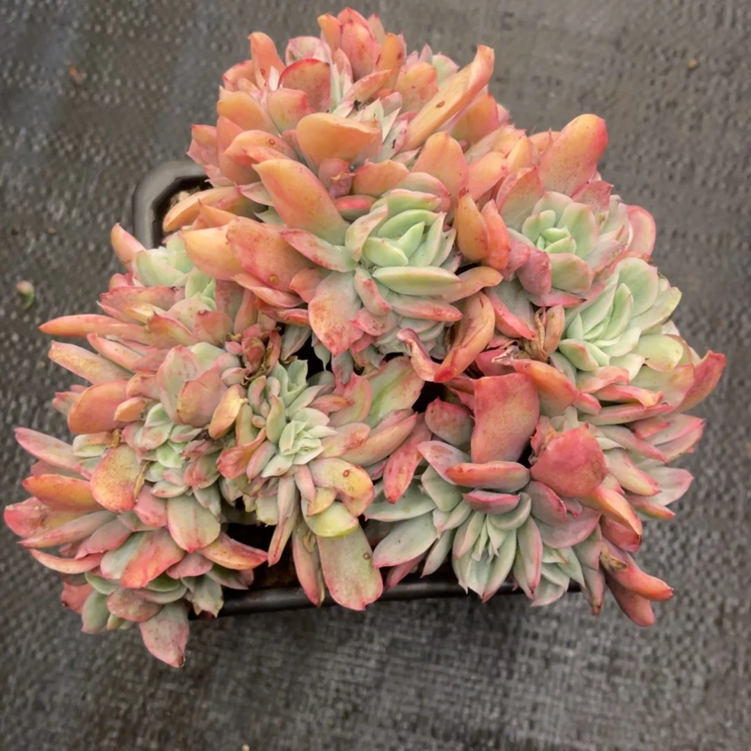 留****甲7676683535353553