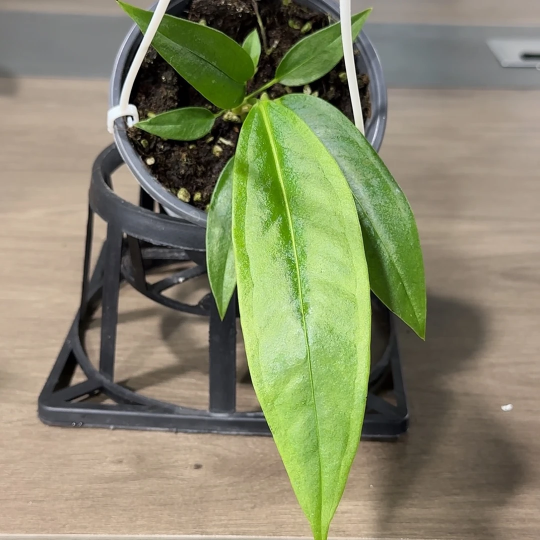 无花朵豌豆荚领带花烛