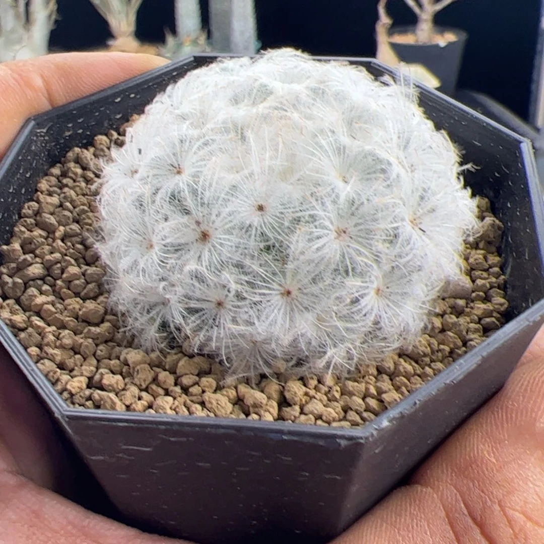 白星4+一物一拍默认脱土发
