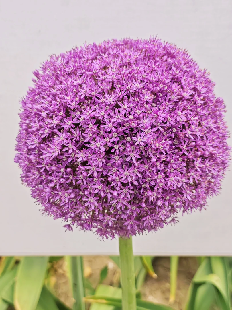 【中原大奖园艺】大花葱大使  包对版 花期长  花蕾硕大室外花卉