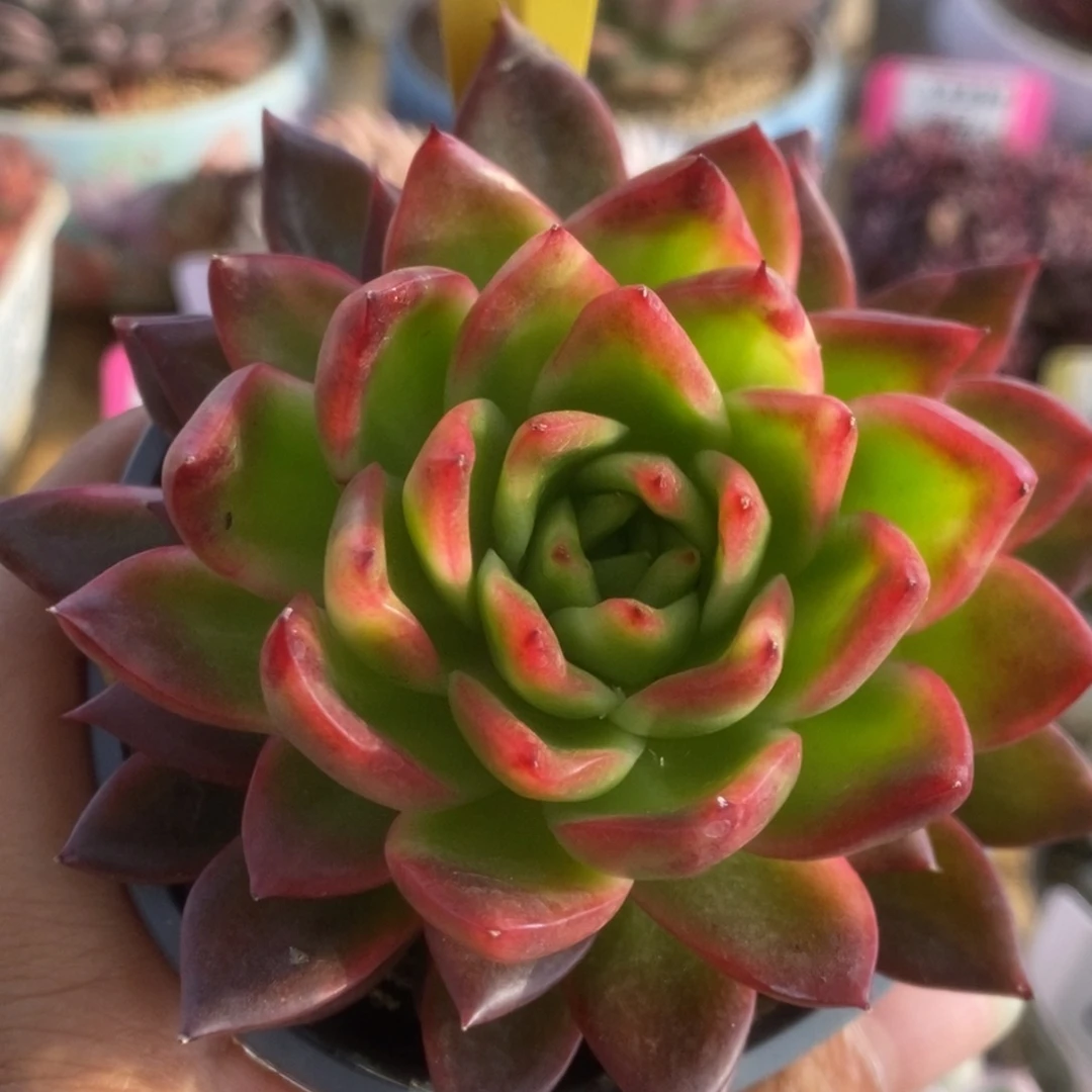 277东云杂锦锦锦锦锦