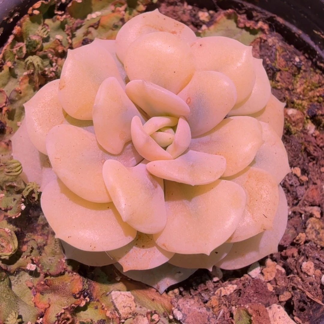 雪精灵锦，锦上园艺一物一拍