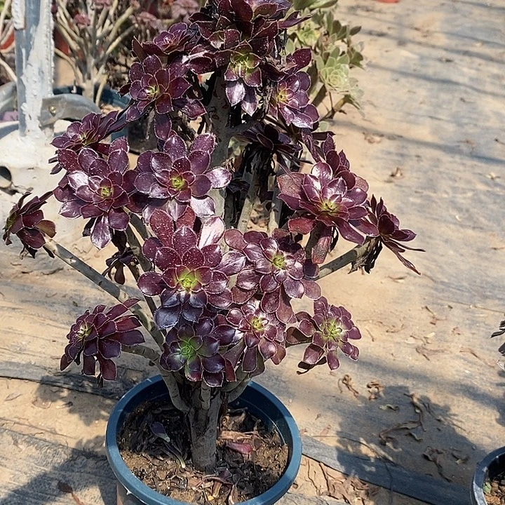 黑法20多肉植物法师法师