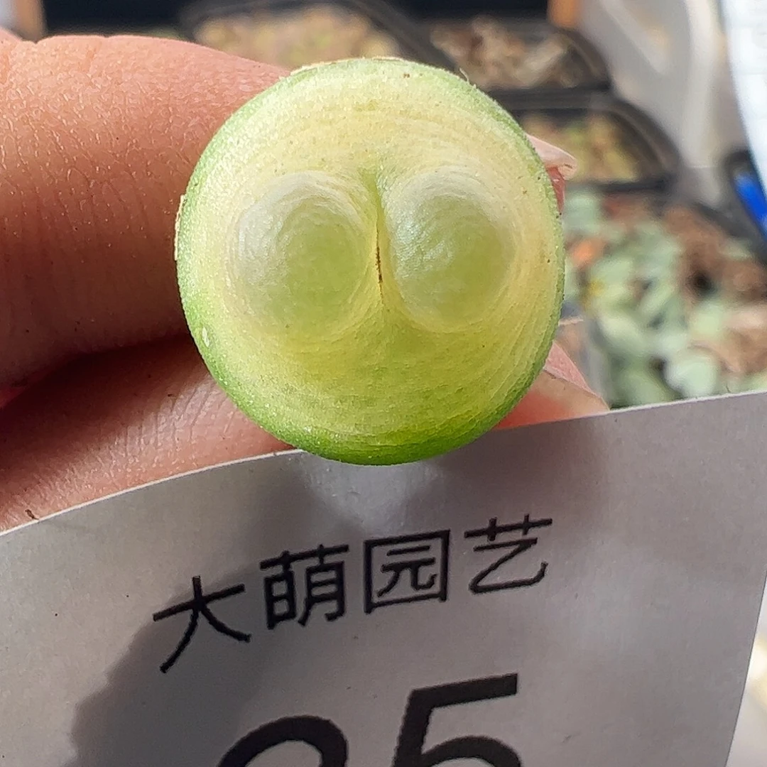 一物一拍。          25