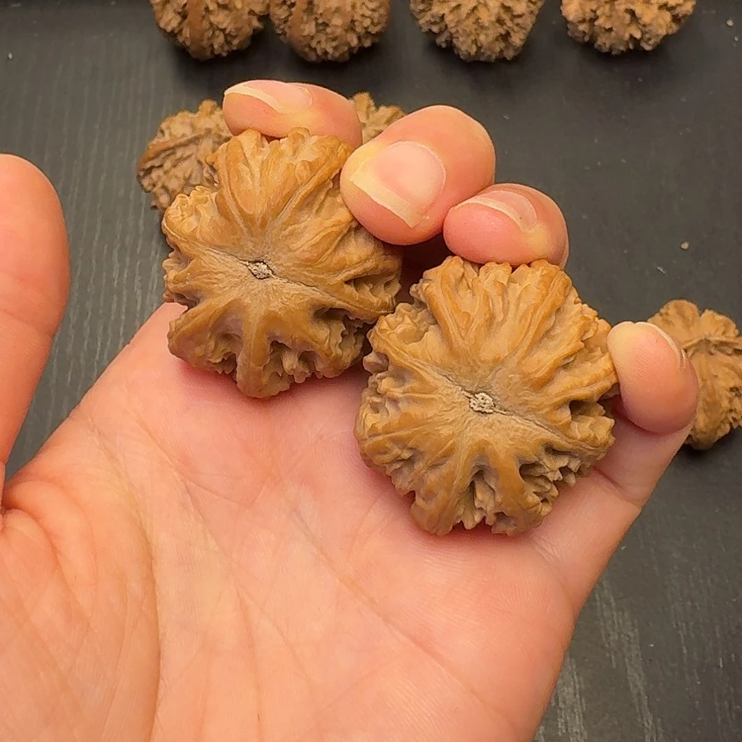 高***高核桃突突突突突突