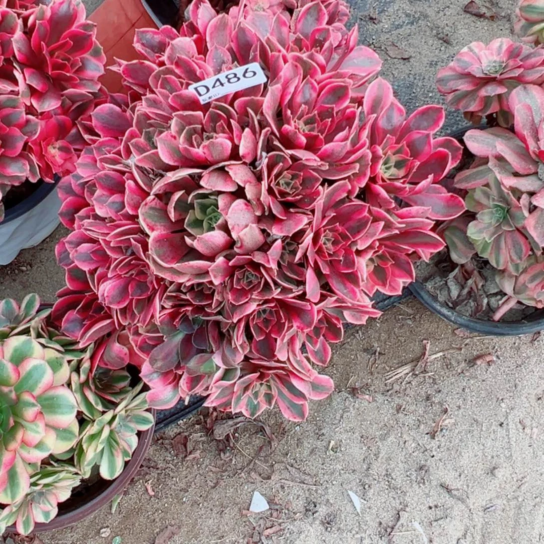 486女妖多肉植物法师