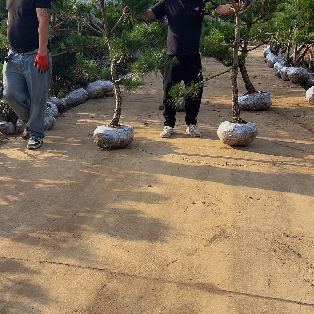 无花朵石****子88888888888888888