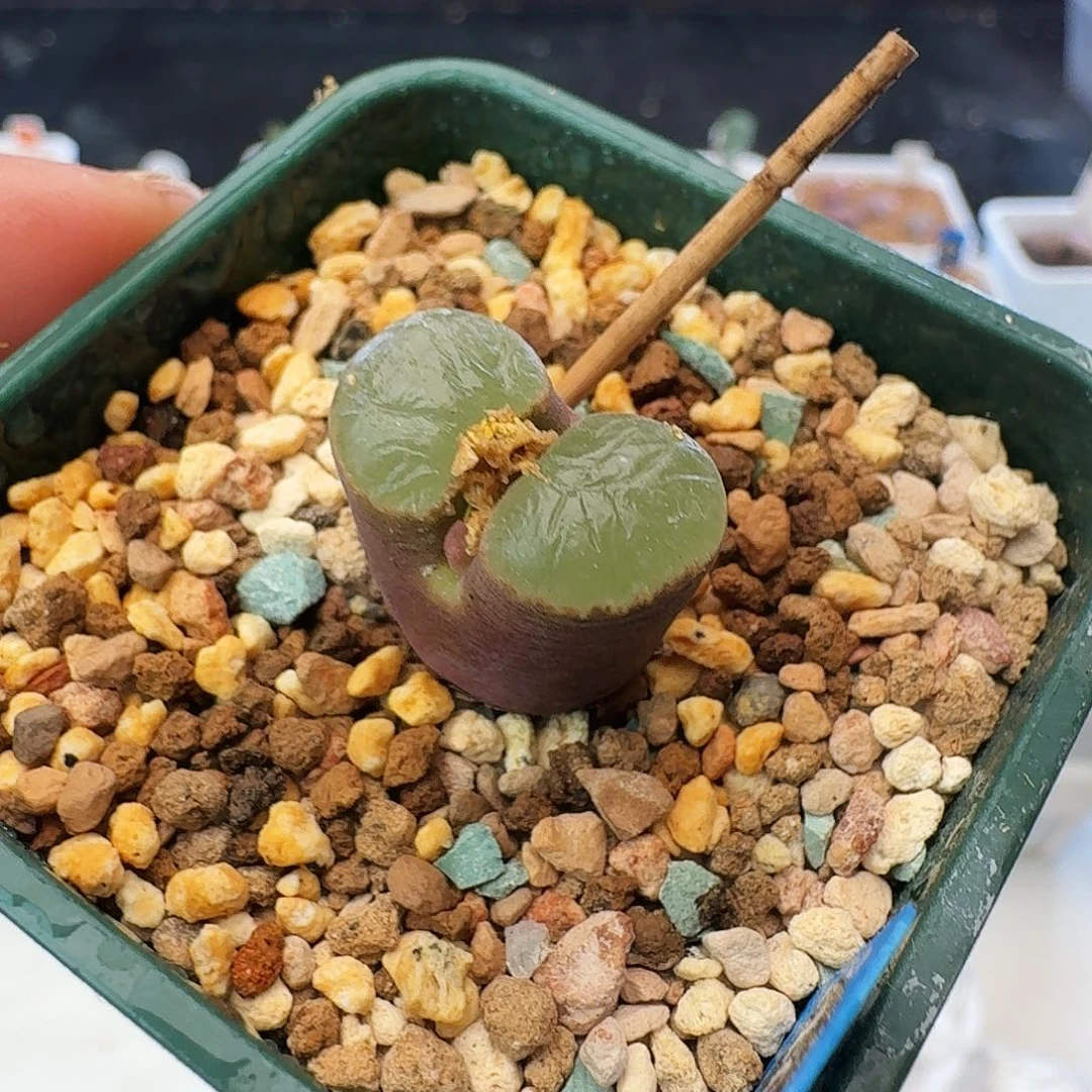 雪花磁铁紫体墨绿色窗102