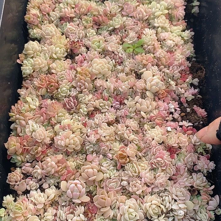 24 多肉植物盆栽花卉植物