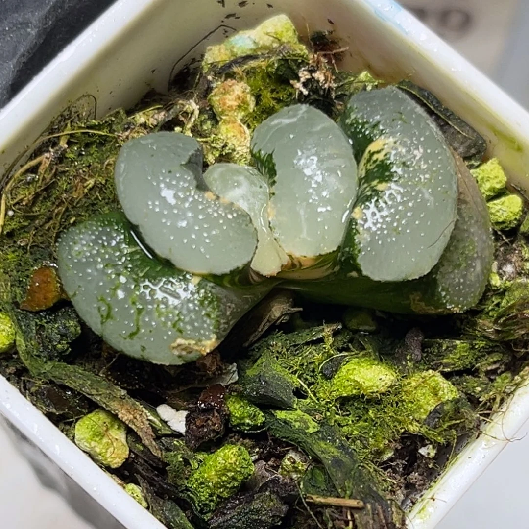 十二卷多肉植物2081浮藻