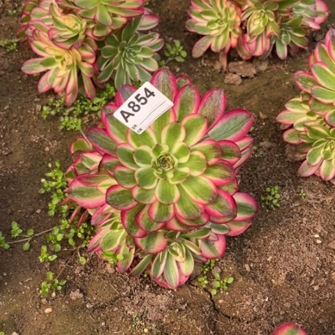 多肉植物倾城捧花