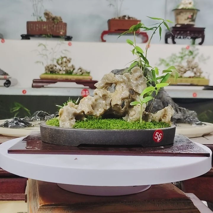 盆景，凤尾竹，玉玲珑，