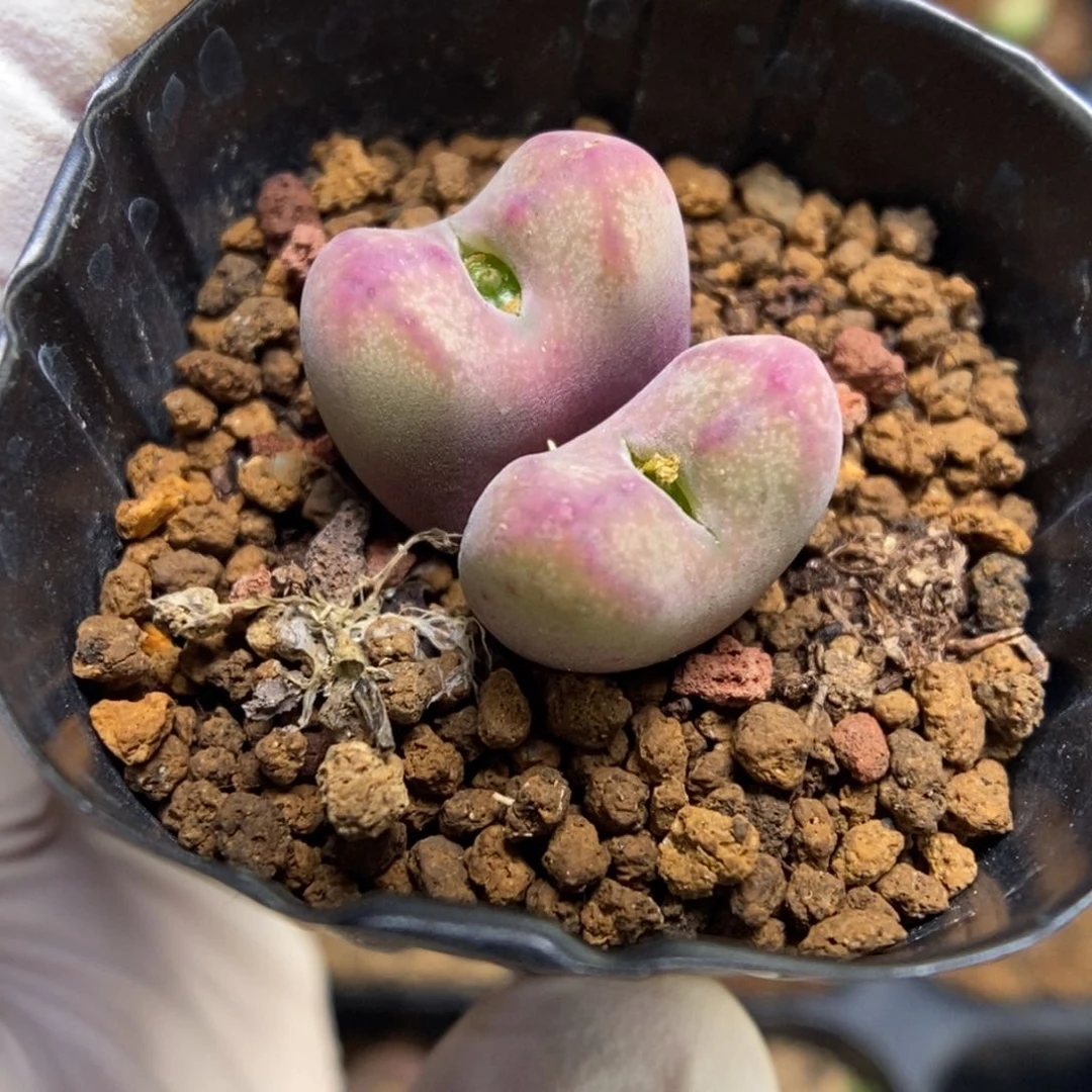 多肉植物肉锥杂交K-698