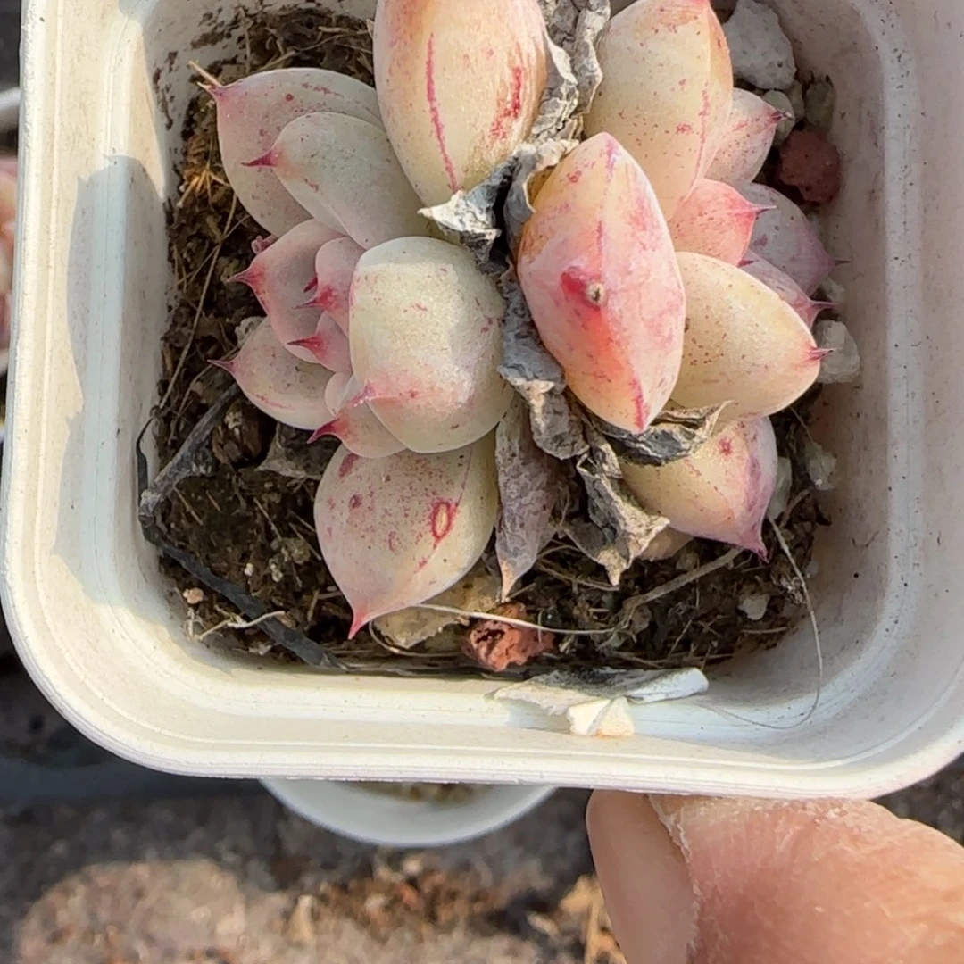 小卡拉米糖心一物一拍