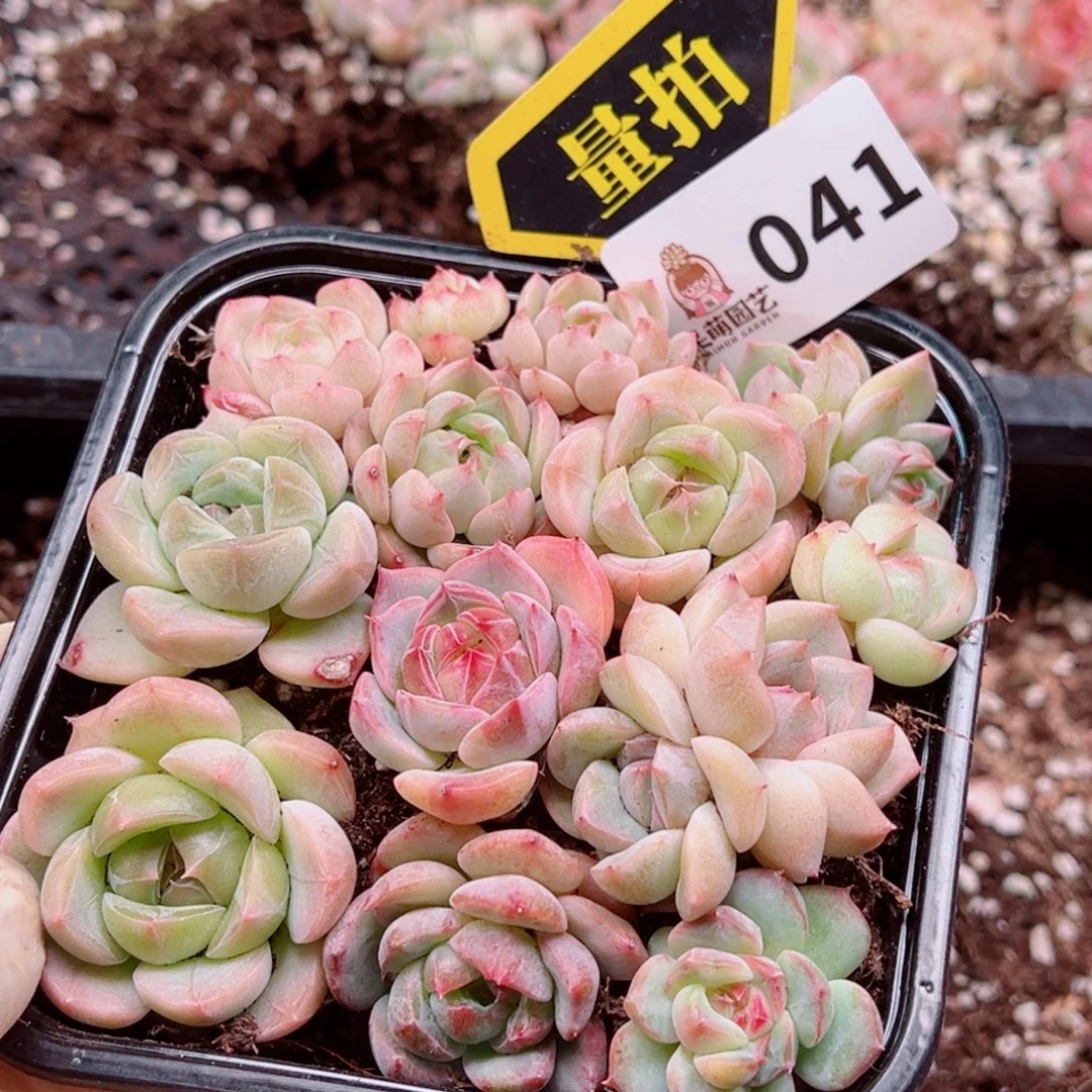 多肉植物多肉植物
