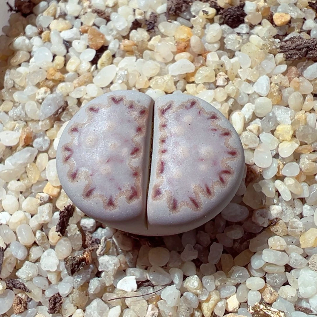 1104-303多肉多肉饼干