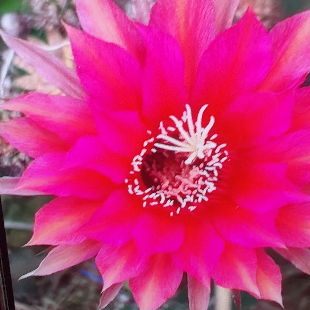 彩草 正午 席克氏 侧芽 满20包邮