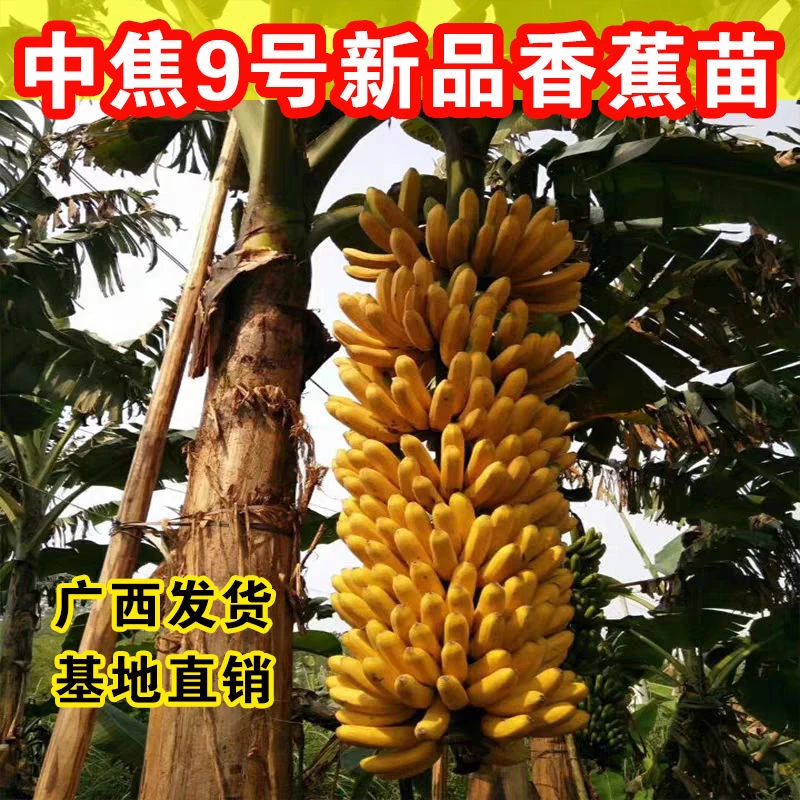 中焦9号香蕉苗皇帝蕉苗粉蕉苗小米蕉苗南方果树苗种植当年结果
