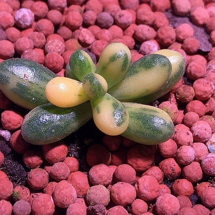 绿龟之卵锦多肉植物