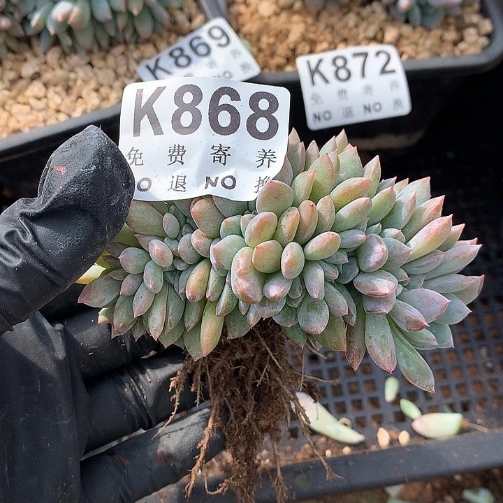 陈***莉橙子缀化 默认侧切