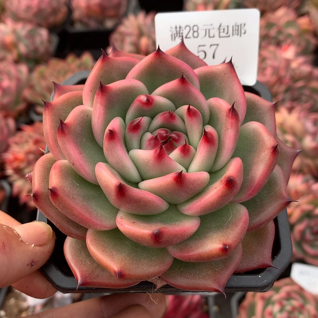 【闪购商品】云57号