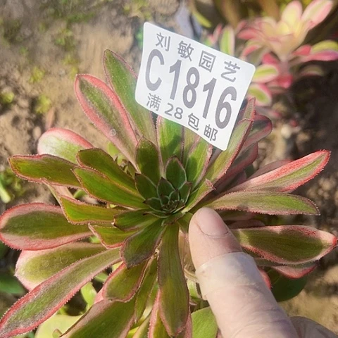 1816砍头多肉植物法师热恋