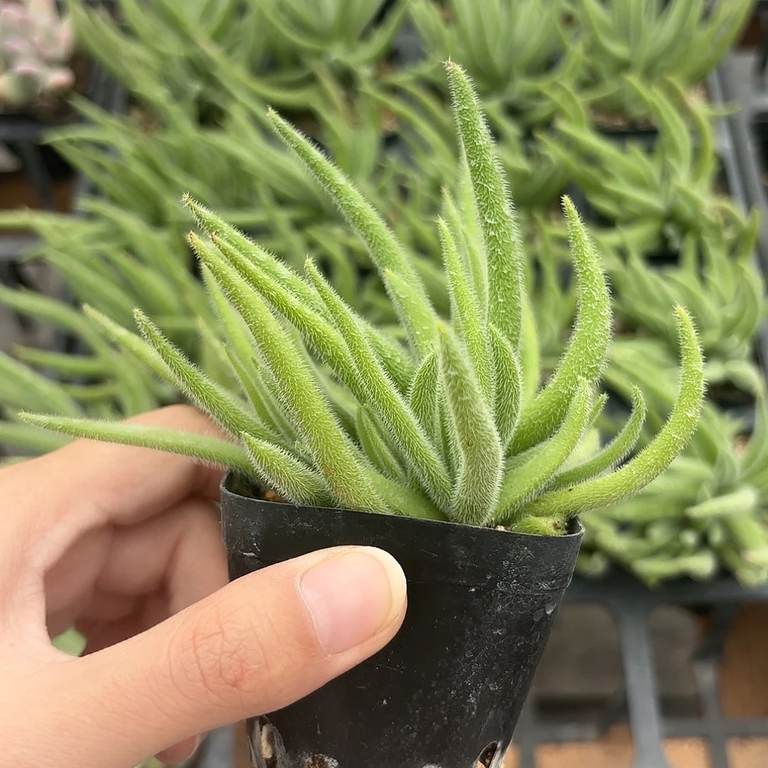 精品银狐之尾多肉植物