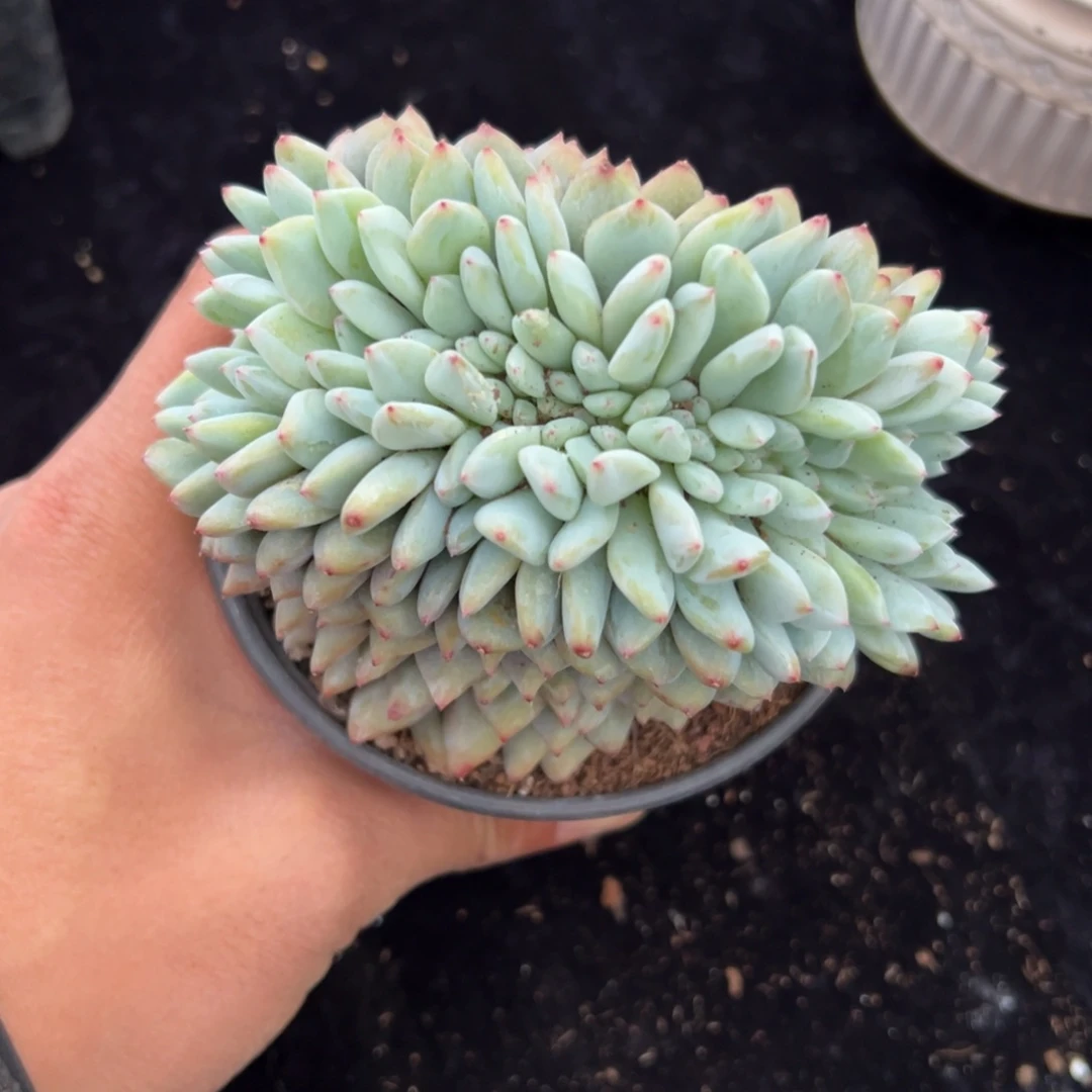 新年快乐 新年快乐