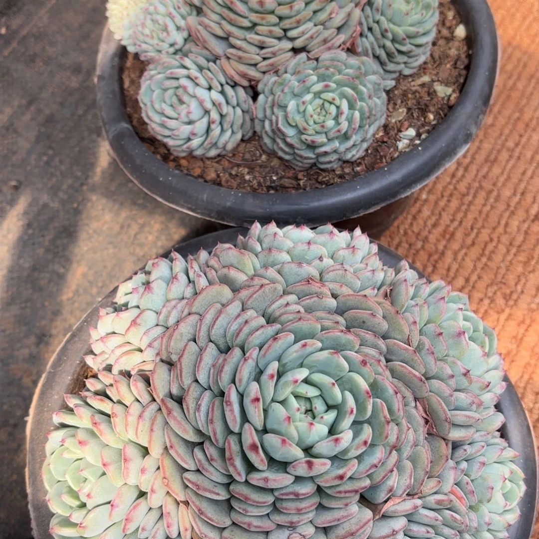 山栀妹妹的两个胖子扣除兔子拿的两组香水