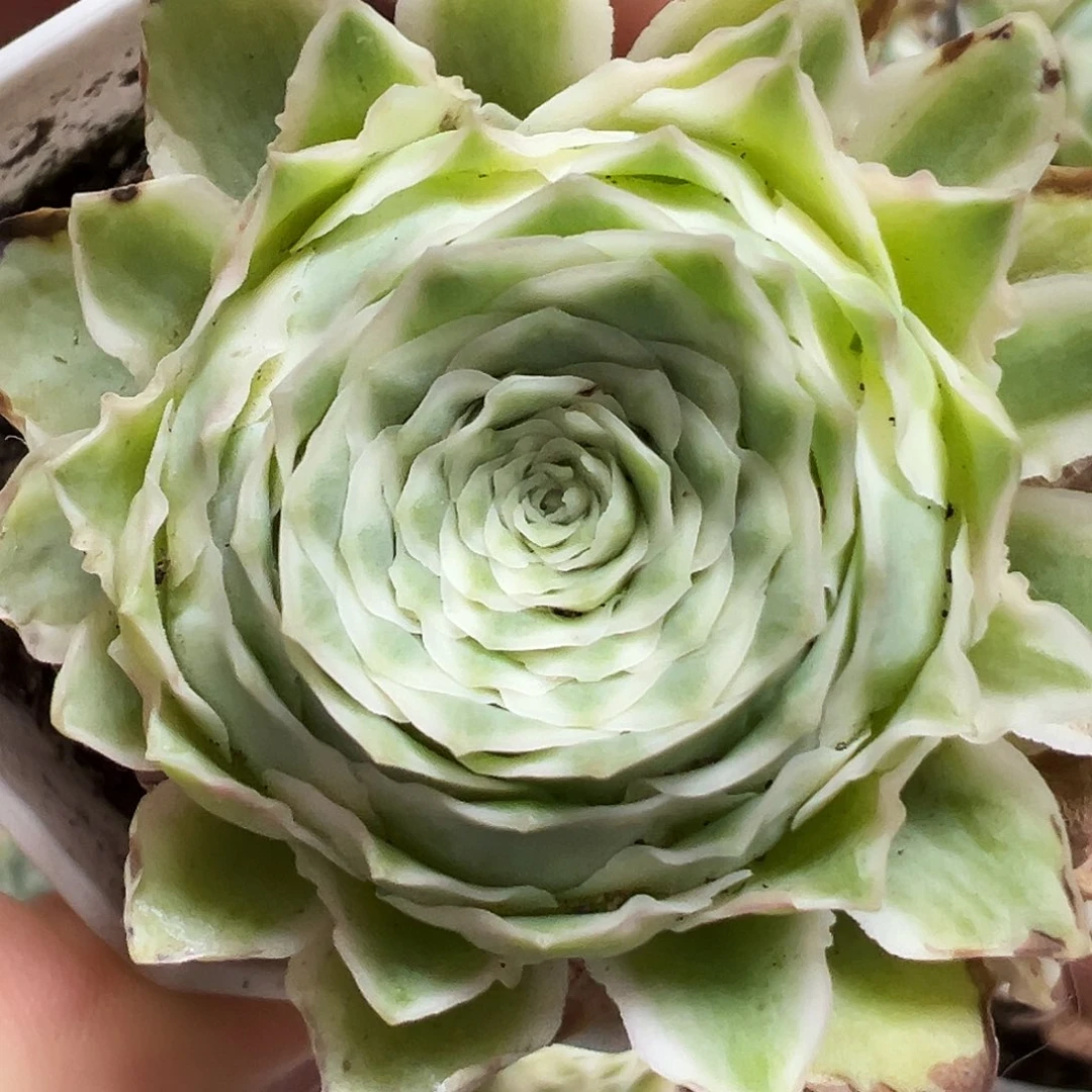 山地玫瑰锦秋夕6月8日6号