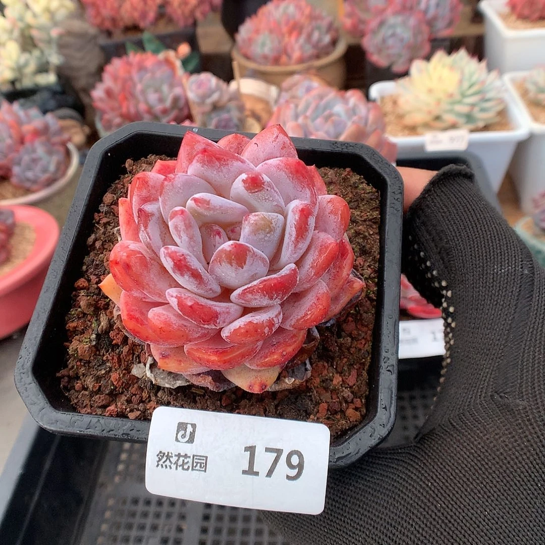 179冰橙多肉植物6666