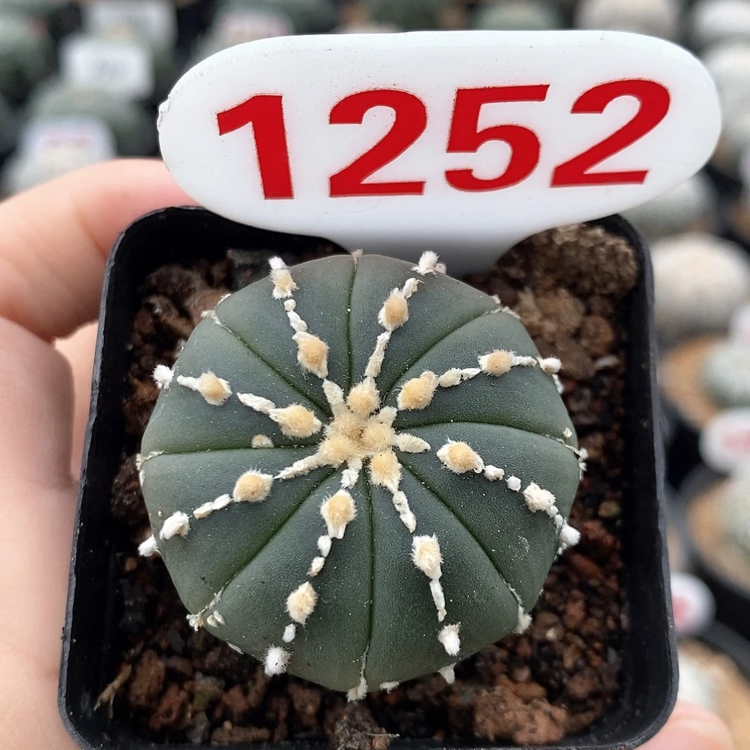 1252琉璃连线兜福利