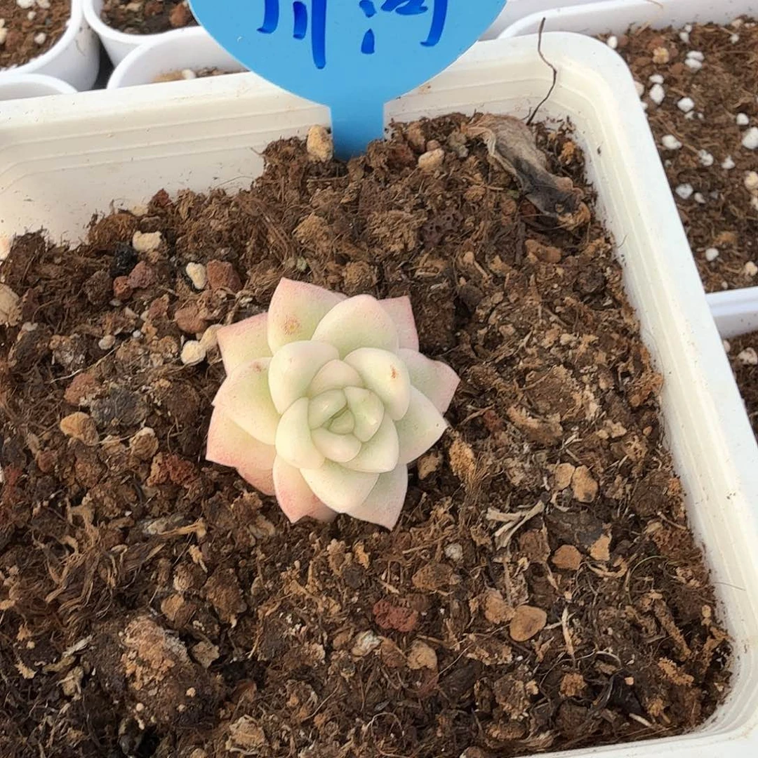 剑**河冰月亮锦多肉锦多肉