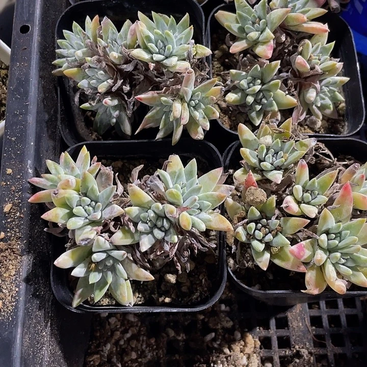 白菊2.8带盆土发货