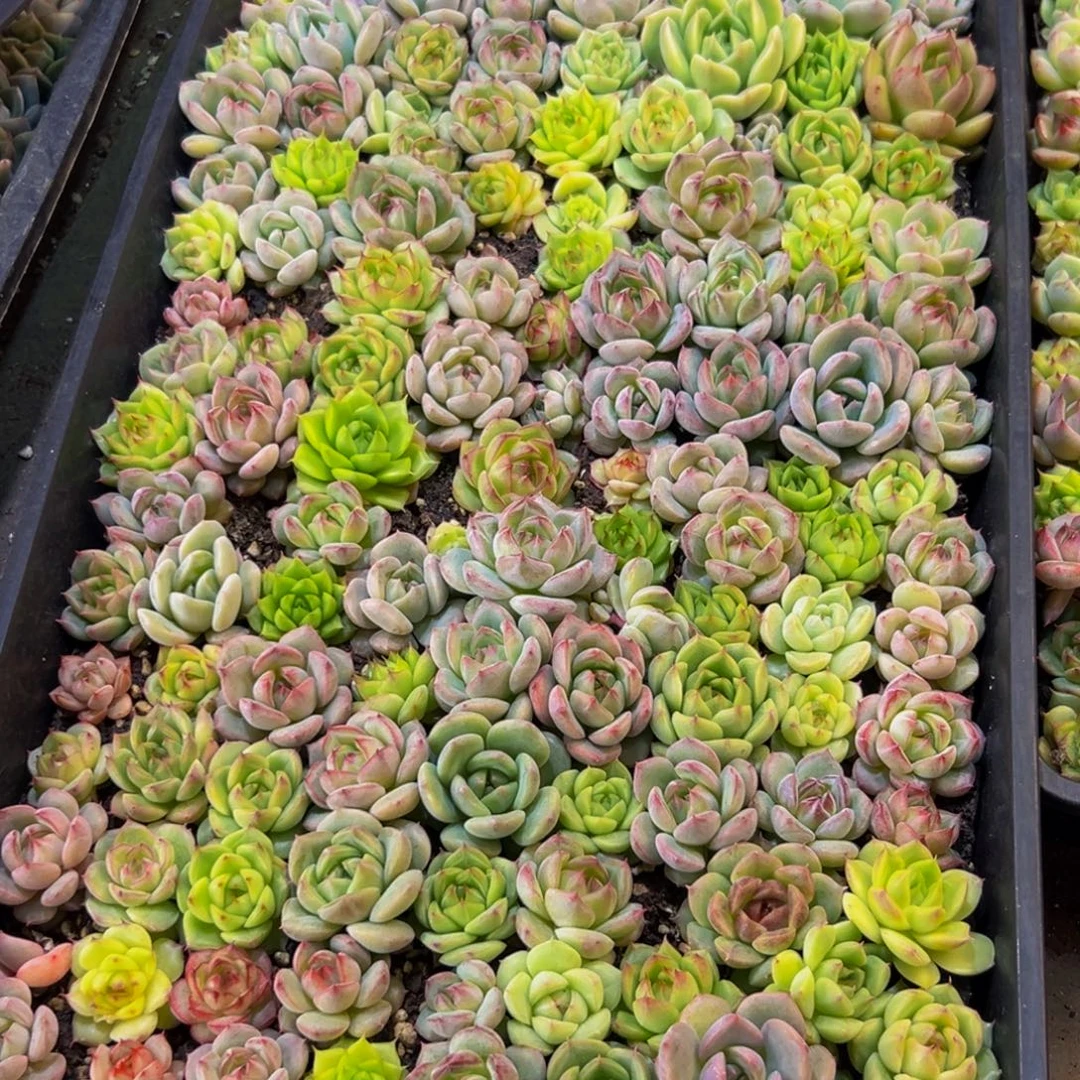 芹***篮099多肉植物和植物在这里繁衍生息