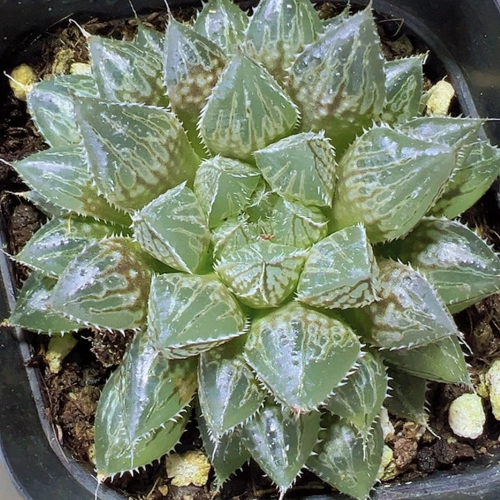 楼兰雨露19包邮多肉植物